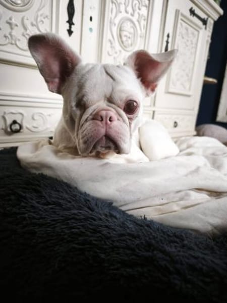 Notfall Billy sucht besondere Meschen