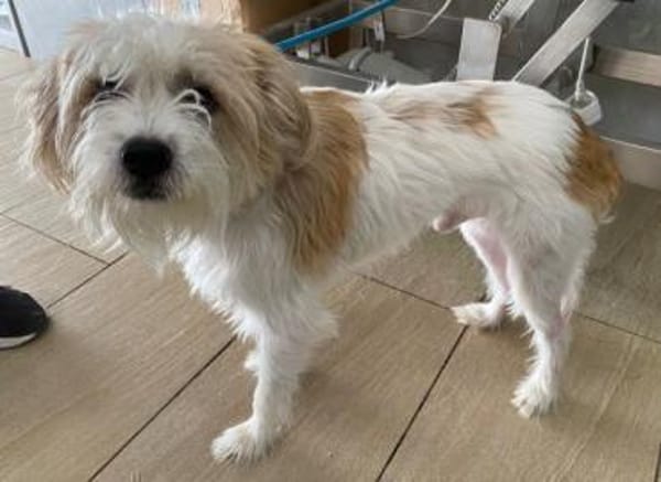 Eko, geb. ca 11/2021, 53940 Hellenthal