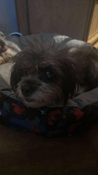 Nana, klein, wuschelig sucht Zuhause