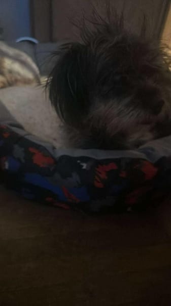 Nana, klein, wuschelig sucht Zuhause