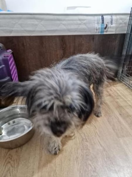 Nana, klein, wuschelig sucht Zuhause