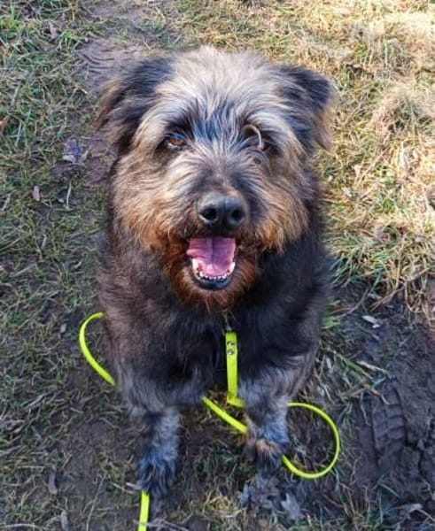 Kuschelbär RICKY sucht sein zu Hause