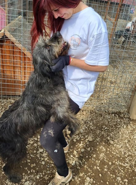 Kuschelbär RICKY sucht sein zu Hause