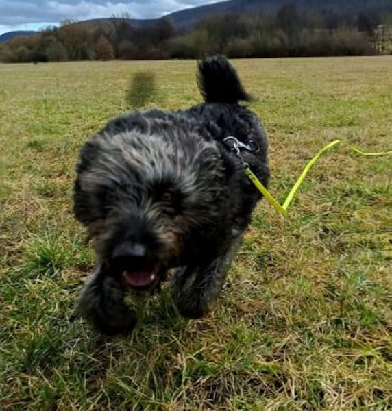 Kuschelbär RICKY sucht sein zu Hause