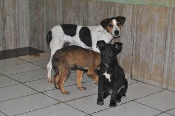 LASSIE - geb. ca. 06/2020 - Beagle Mix