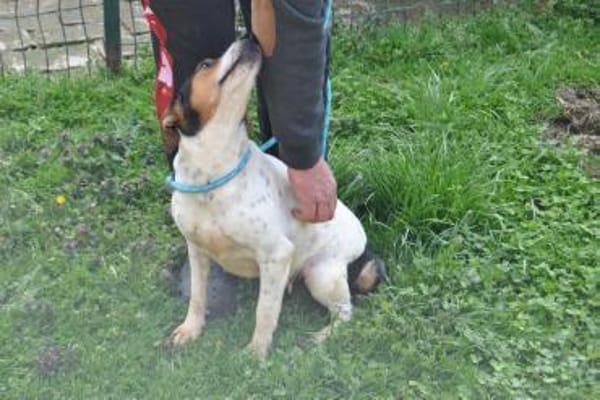 LASSIE - geb. ca. 06/2020 - Beagle Mix