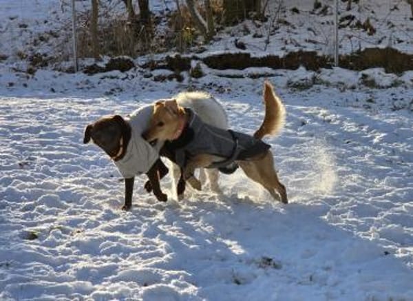 DEBBIE - geb. ca. 11/2023 - Mischling