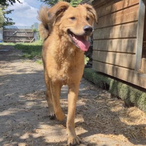 Enyo ❤ toller Kerl für Hundeerfahrene