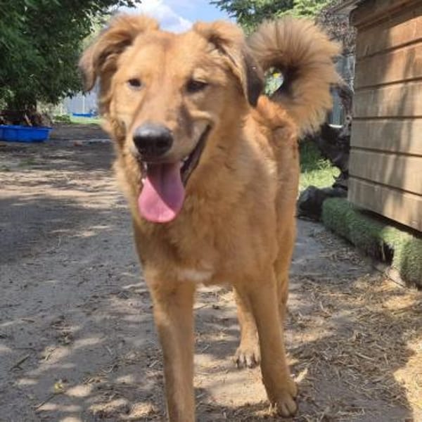 Enyo ❤ toller Kerl für Hundeerfahrene