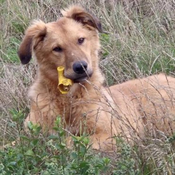 Enyo ❤ toller Kerl für Hundeerfahrene