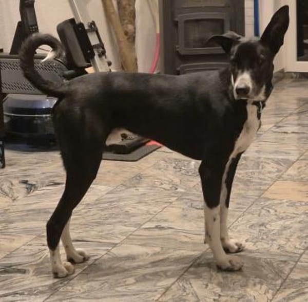 Moflete sucht sein perfect match