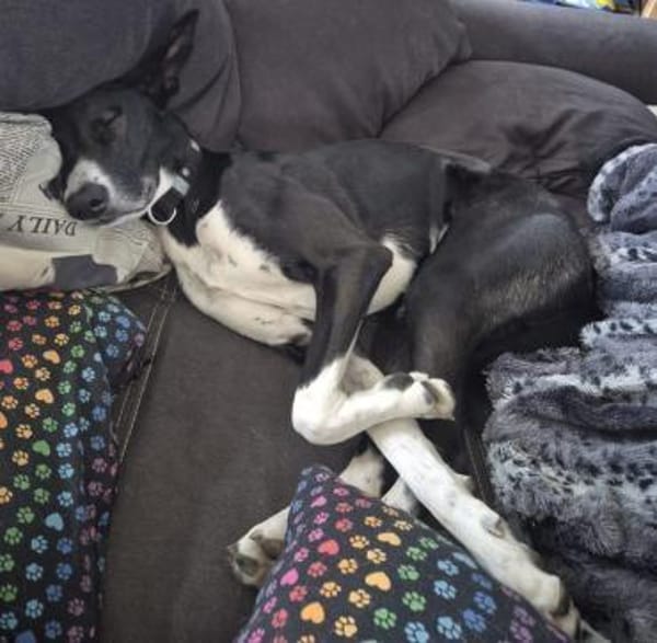 Moflete sucht sein perfect match