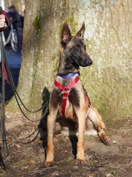 Faro sucht aktives Zuhause