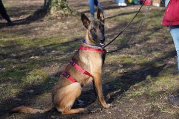 Faro sucht aktives Zuhause