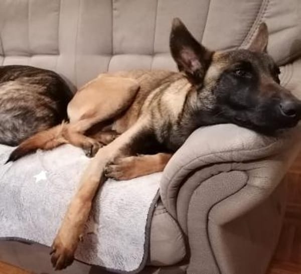 Faro sucht aktives Zuhause