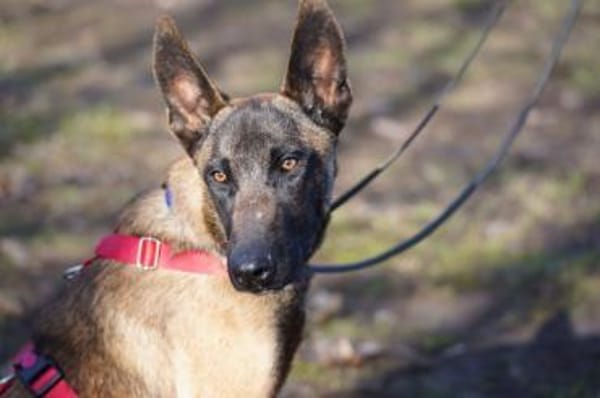 Faro sucht aktives Zuhause