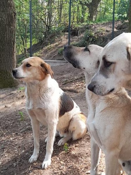 Feinfühliger, sanfter Sami sucht