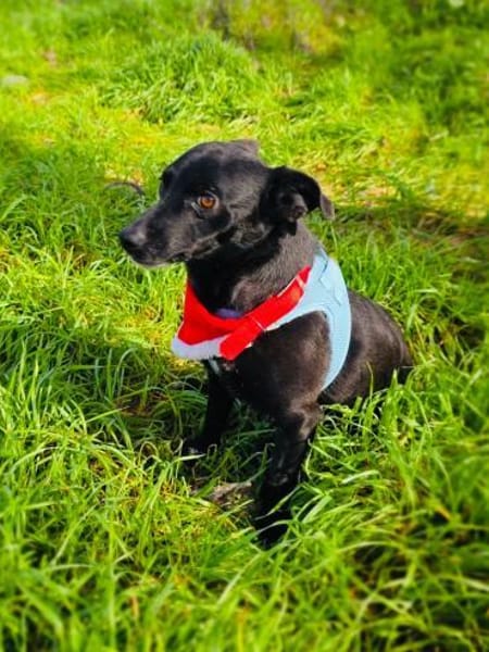 Bubka ein verschmustes Mädchen