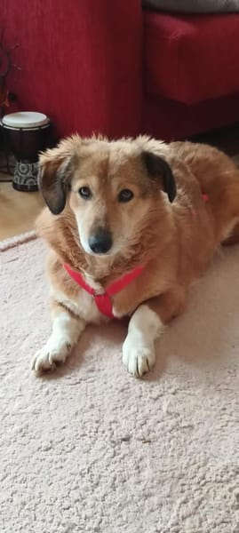 süße kleine Vicky auf PS in 90562