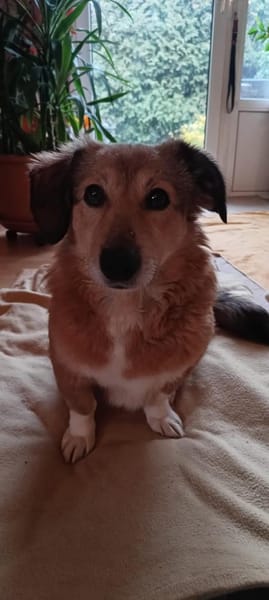 süße kleine Vicky auf PS in 90562