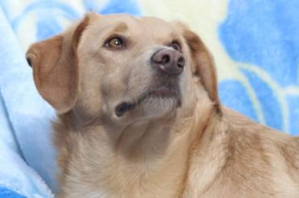 Nemo, leise Seele...