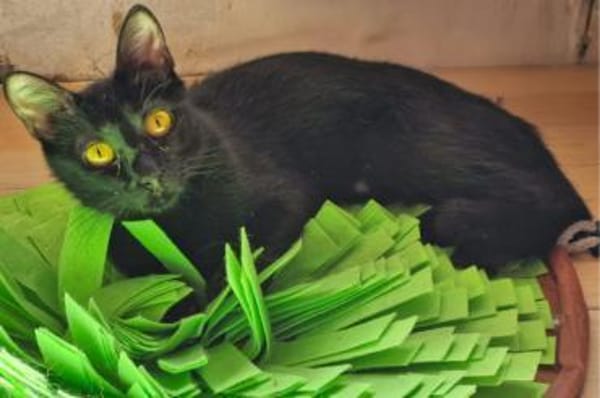 Pantera & Bianchina Juventina...