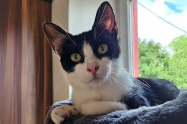 Pantera & Bianchina Juventina...