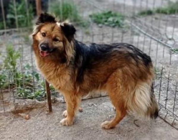 Tobi  43 cm (Pflegestelle)