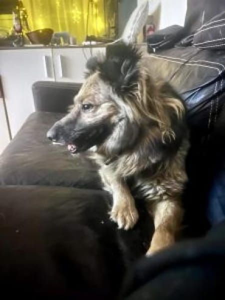 Tobi  43 cm (Pflegestelle)