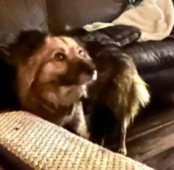 Tobi  43 cm (Pflegestelle)