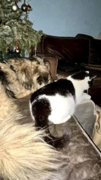 Tobi  43 cm (Pflegestelle)