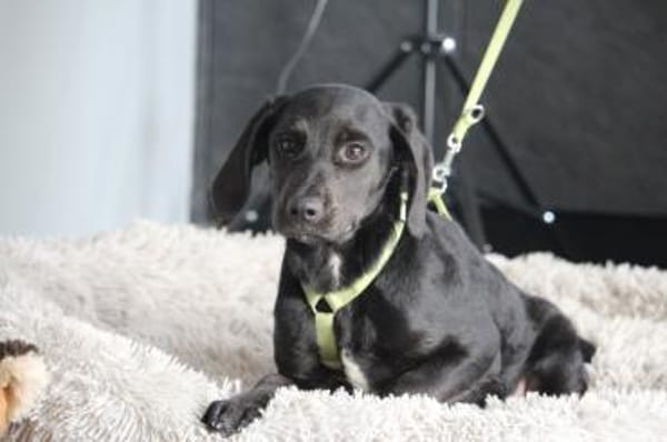 Shadow wünscht sich endlich ein zu Hause