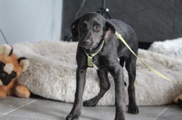 Shadow wünscht sich endlich ein zu Hause