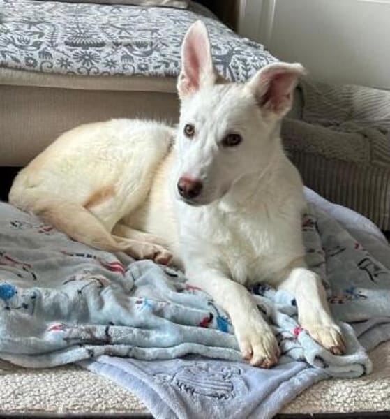 STERNCHEN * vorsichtige Familienhündin