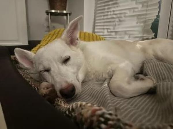 STERNCHEN * vorsichtige Familienhündin