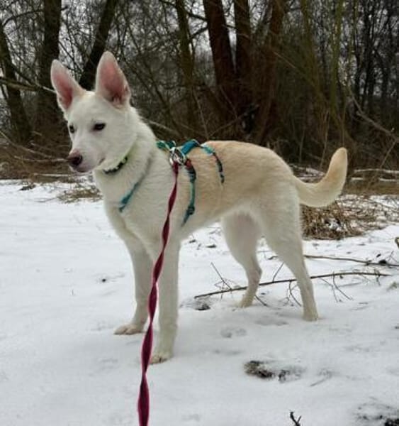 STERNCHEN * vorsichtige Familienhündin