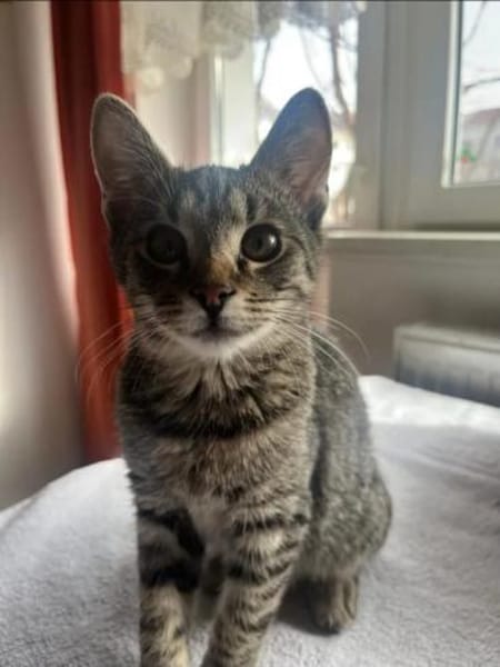 Muffin Verspielter Tiger sucht Zuhause