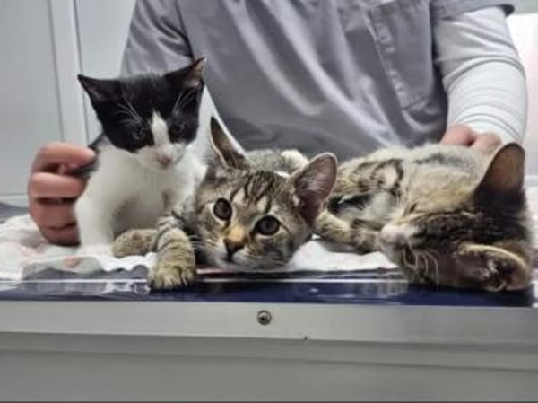 Muffin Verspielter Tiger sucht Zuhause