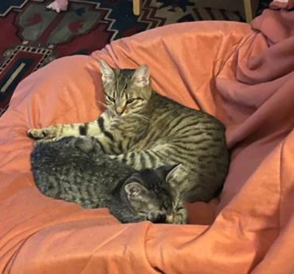 Muffin Verspielter Tiger sucht Zuhause