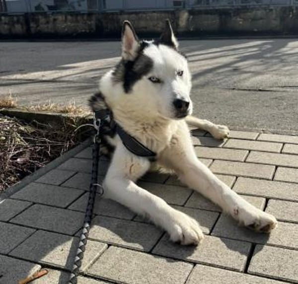 Tom möchte sein Herz verschenken...