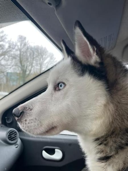 Tom möchte sein Herz verschenken...