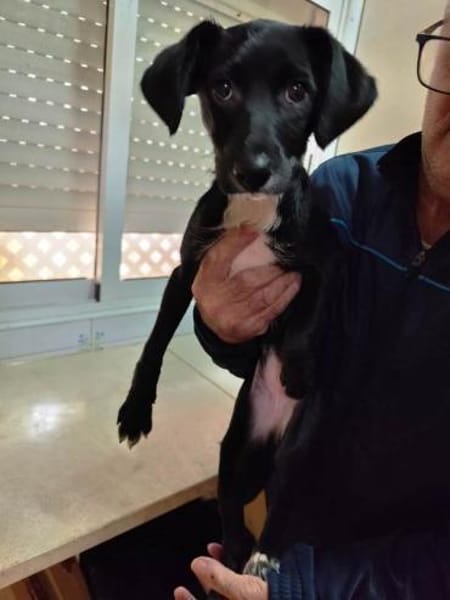 Steffi soll nicht im Zwinger aufwachsen