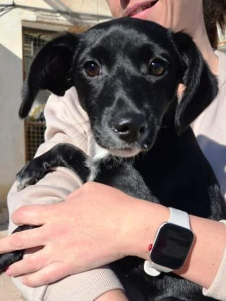 Steffi soll nicht im Zwinger aufwachsen