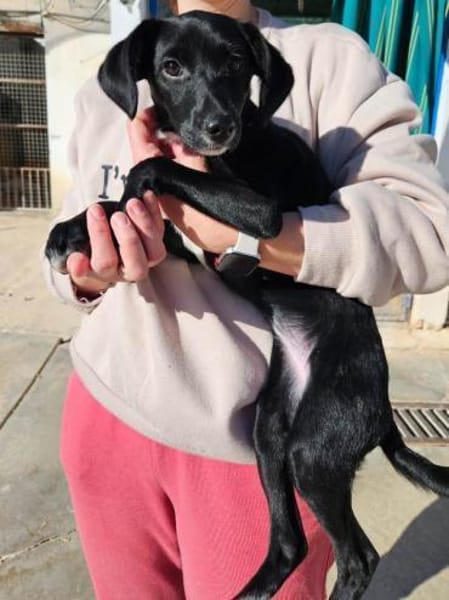 Steffi soll nicht im Zwinger aufwachsen