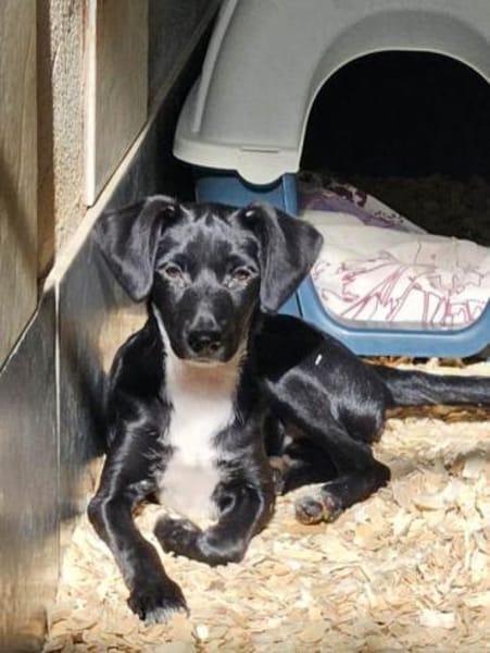 Steffi soll nicht im Zwinger aufwachsen