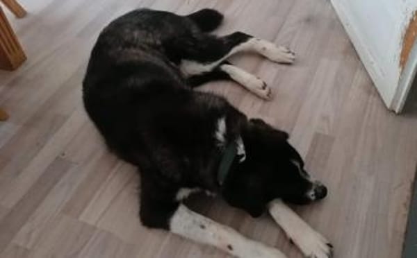 Der liebe Tobbi hat einen Wunsch