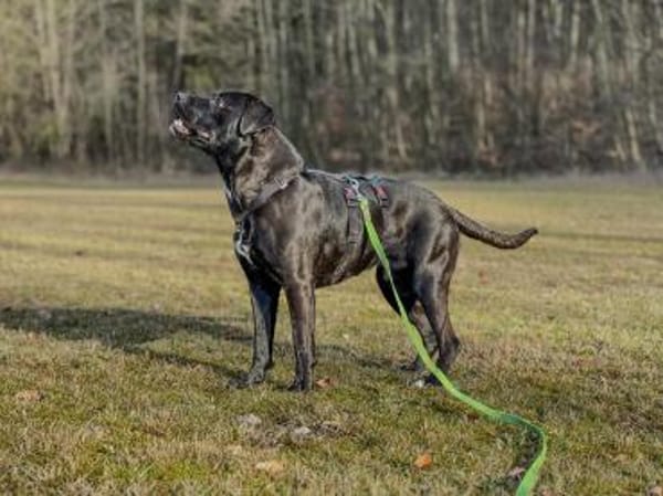 Zen  sensibler Herzensrüde