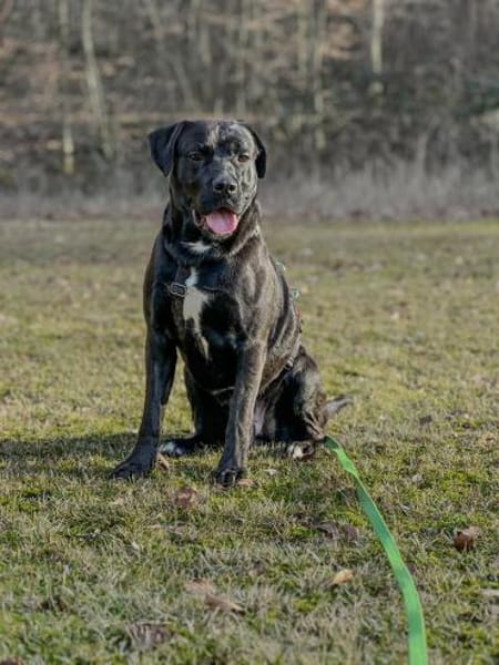 Zen  sensibler Herzensrüde