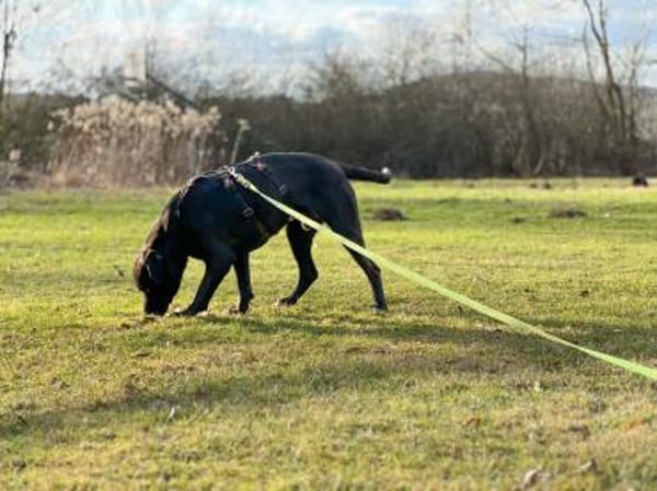 Zen  sensibler Herzensrüde