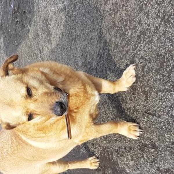 Choco,unkomplizierter Rüde sucht Liebe